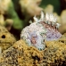 nudibranch_mm_v_0705_png0146.jpg